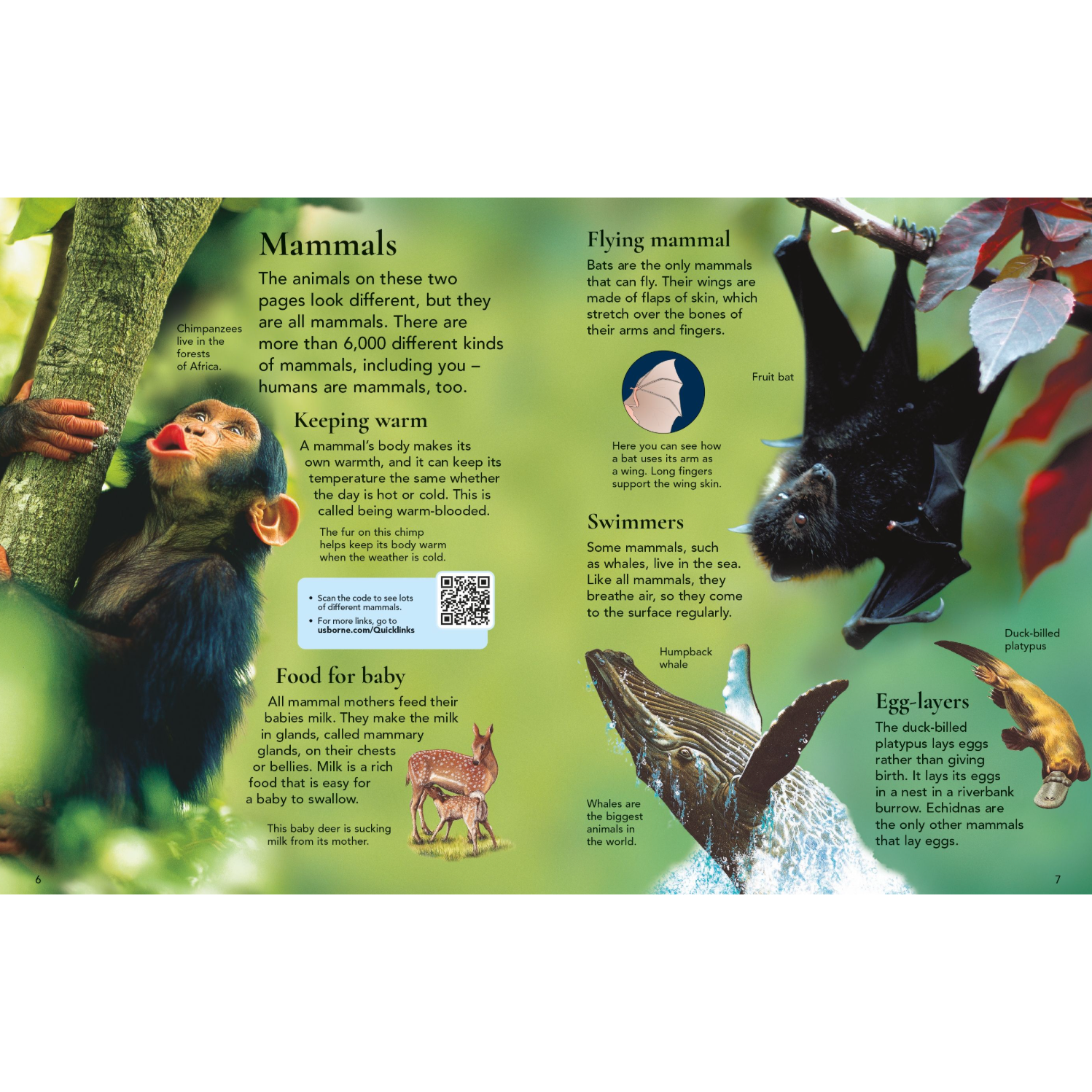 First Encyclopedia of Animals-HARPER COLLINS PUBLISHERS-Little Giant Kidz