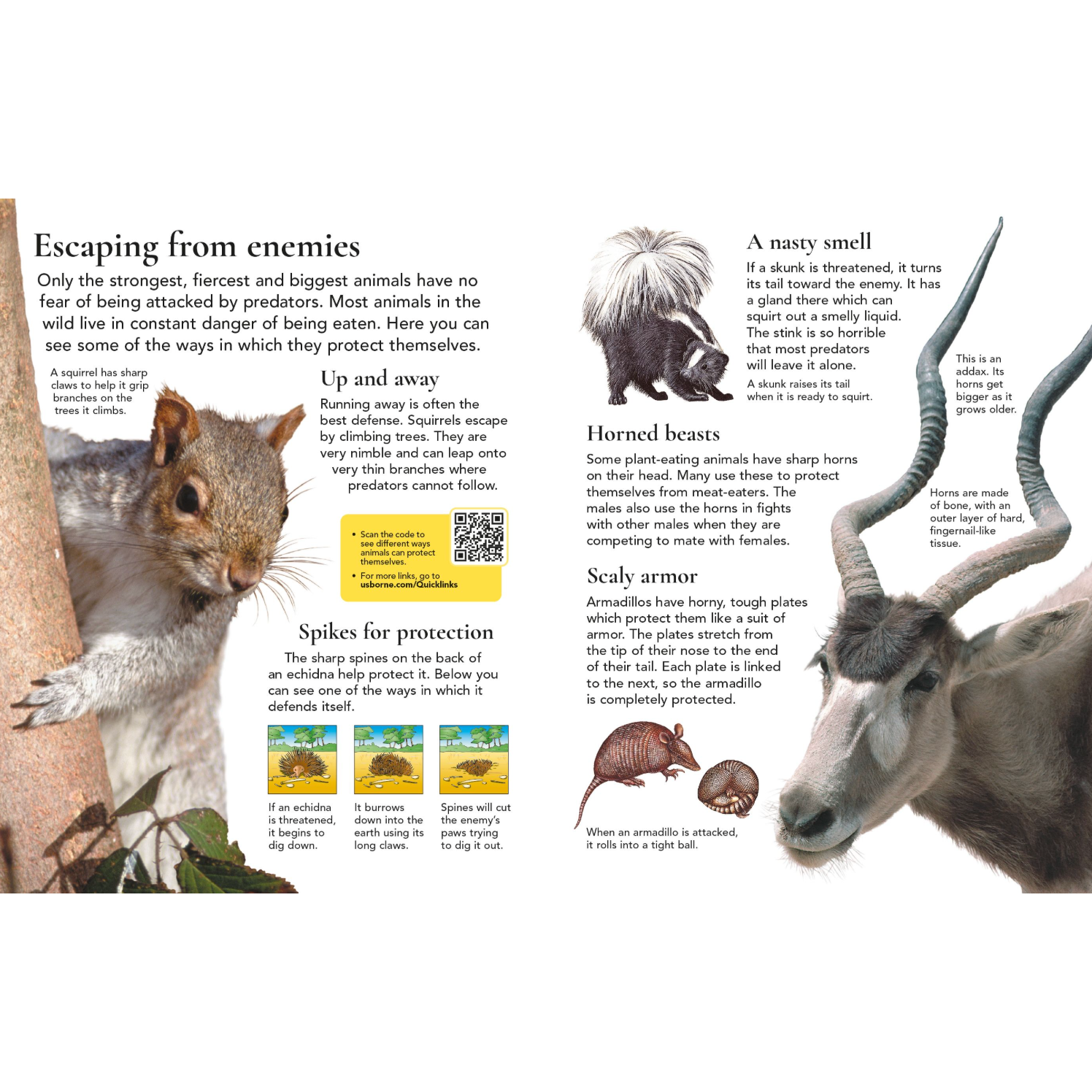 First Encyclopedia of Animals-HARPER COLLINS PUBLISHERS-Little Giant Kidz
