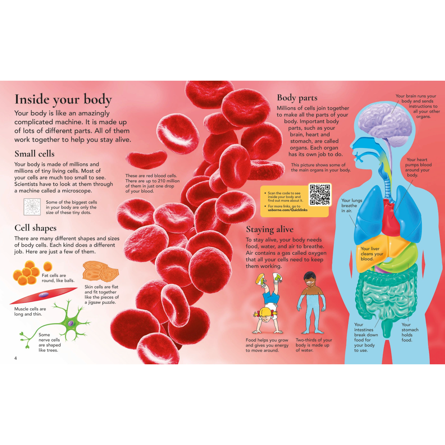 First Encyclopedia of the Human Body-HARPER COLLINS PUBLISHERS-Little Giant Kidz