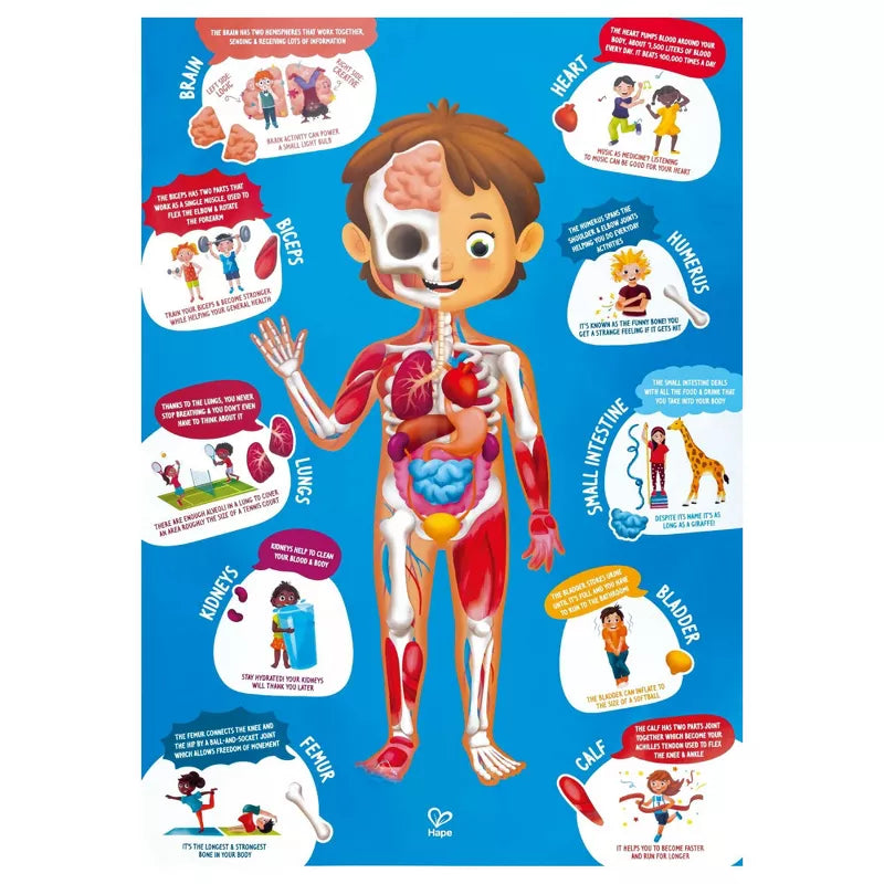Hape Human Body Puzzle-HAPE-Little Giant Kidz