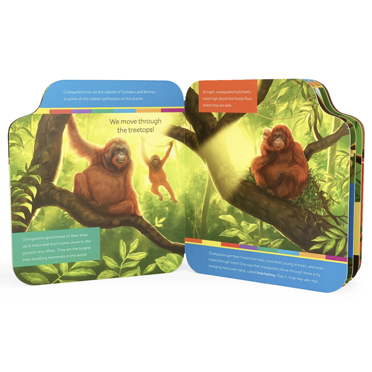 Cottage Door Press: Smithsonian Kids: Orangutan and Baby (Board Book)-COTTAGE DOOR PRESS-Little Giant Kidz
