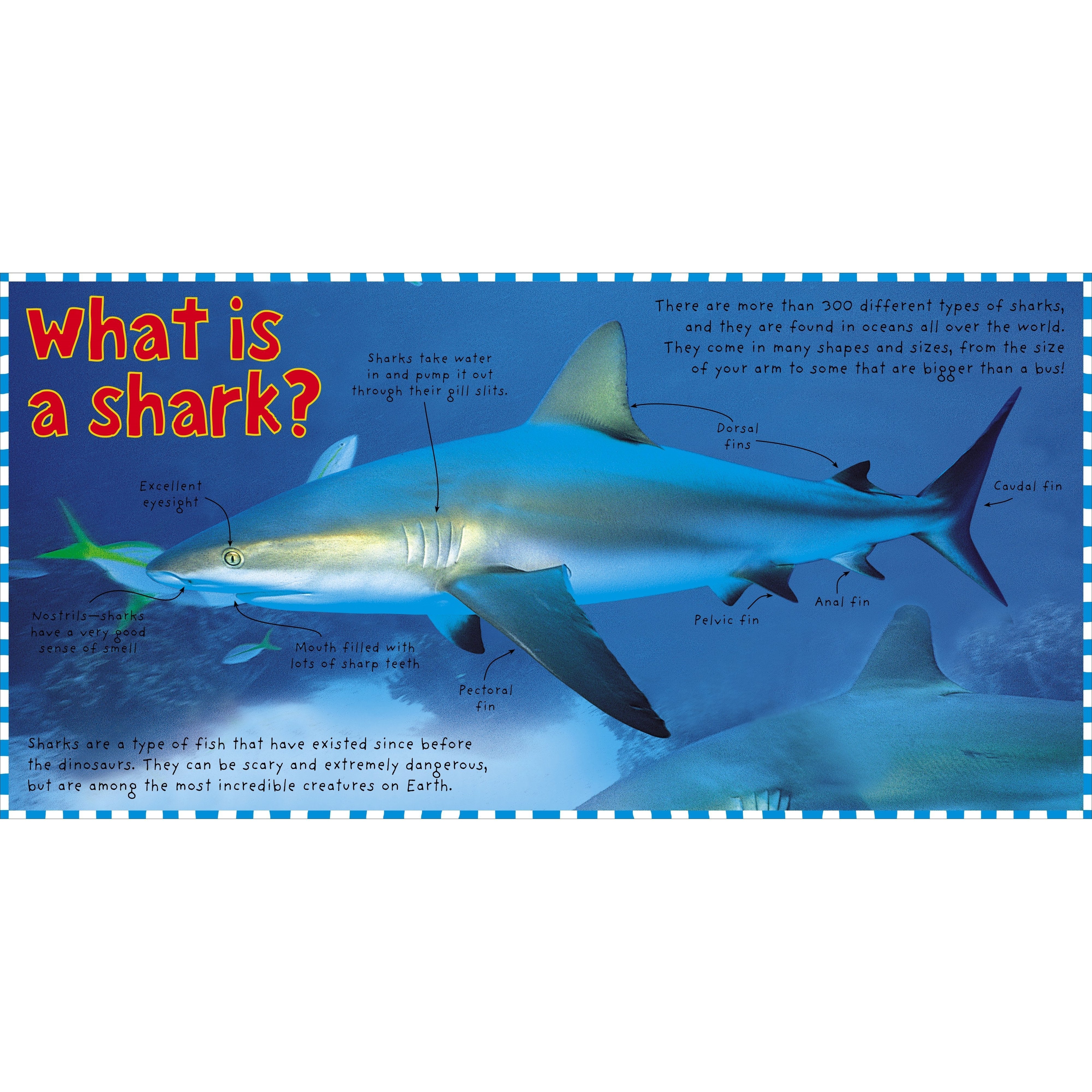Macmillan Publishers: Smart Kids - Sharks-MACMILLAN PUBLISHERS-Little Giant Kidz