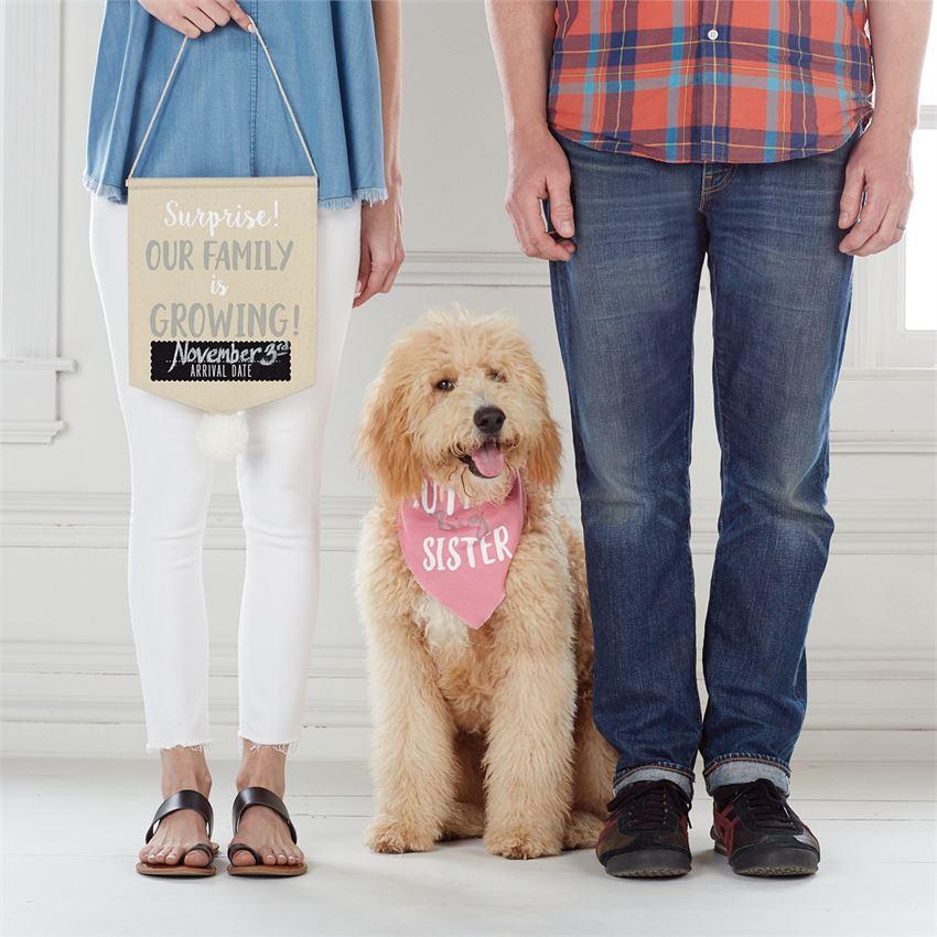 Mud Pie Pet Photo Prop Set "Our Family is Growing" Announcement - Blue-MUD PIE-Little Giant Kidz