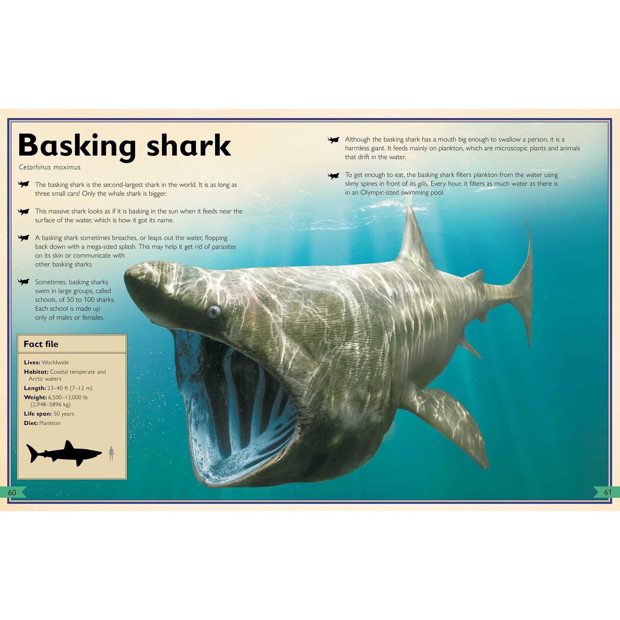 Simon & Schuster: The Magnificent Book of Sharks (Hardcover Book)-SIMON & SCHUSTER-Little Giant Kidz