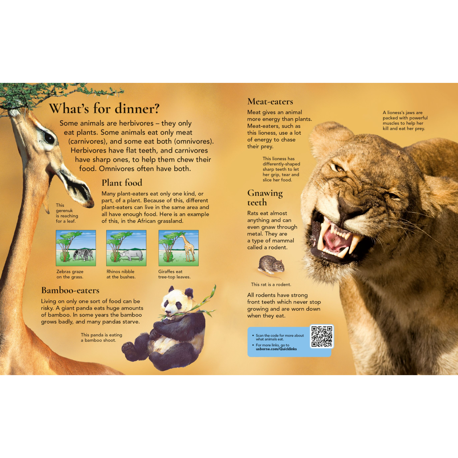 First Encyclopedia of Animals-HARPER COLLINS PUBLISHERS-Little Giant Kidz