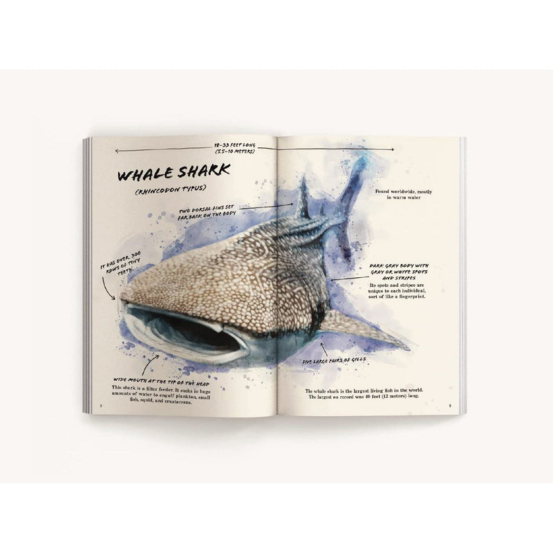 Harper Collins: The Ultimate Shark Field Guide: The Ocean Explorer's Handbook-HARPER COLLINS PUBLISHERS-Little Giant Kidz