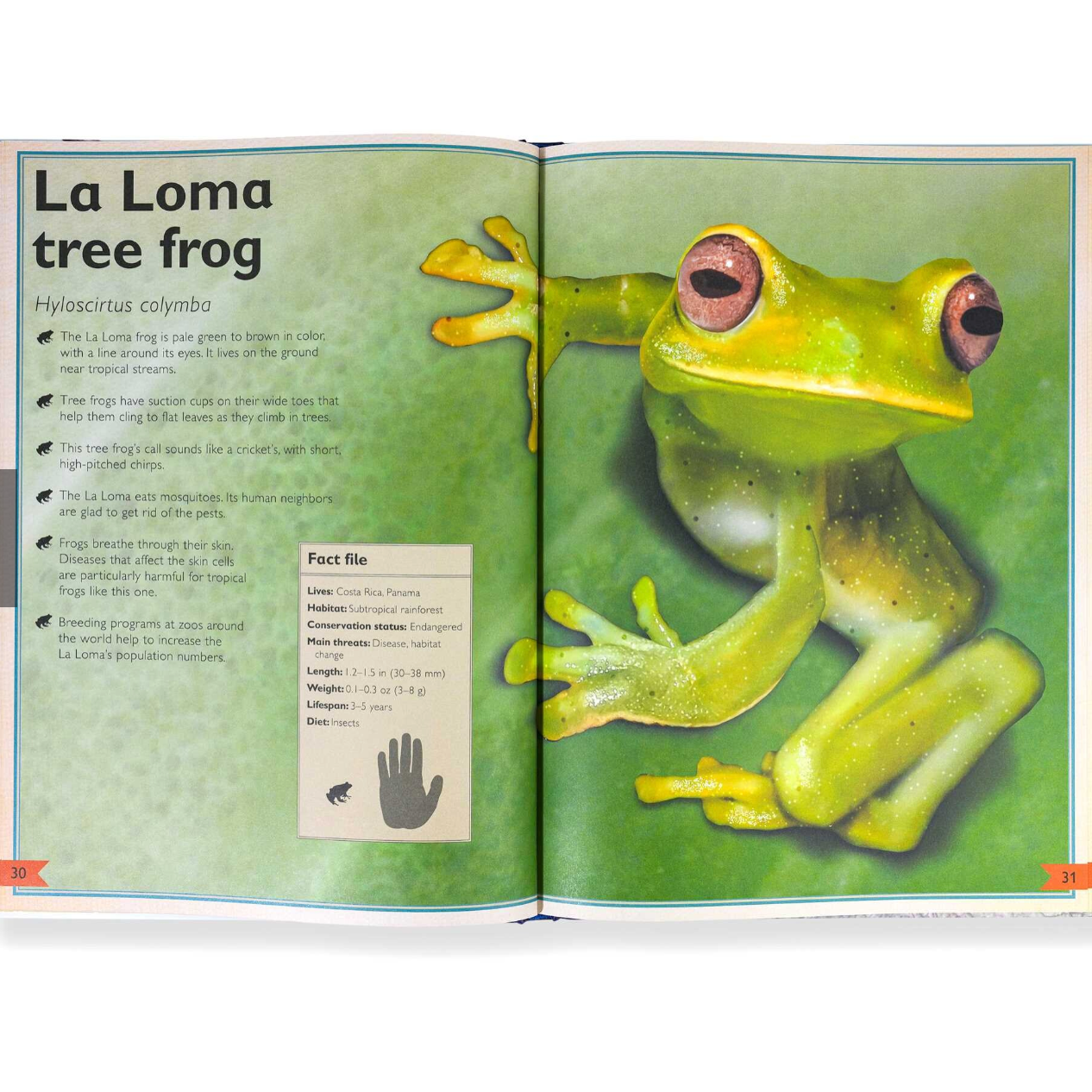 Magnificent Book Of Reptiles And Amphibians-SIMON & SCHUSTER-Little Giant Kidz