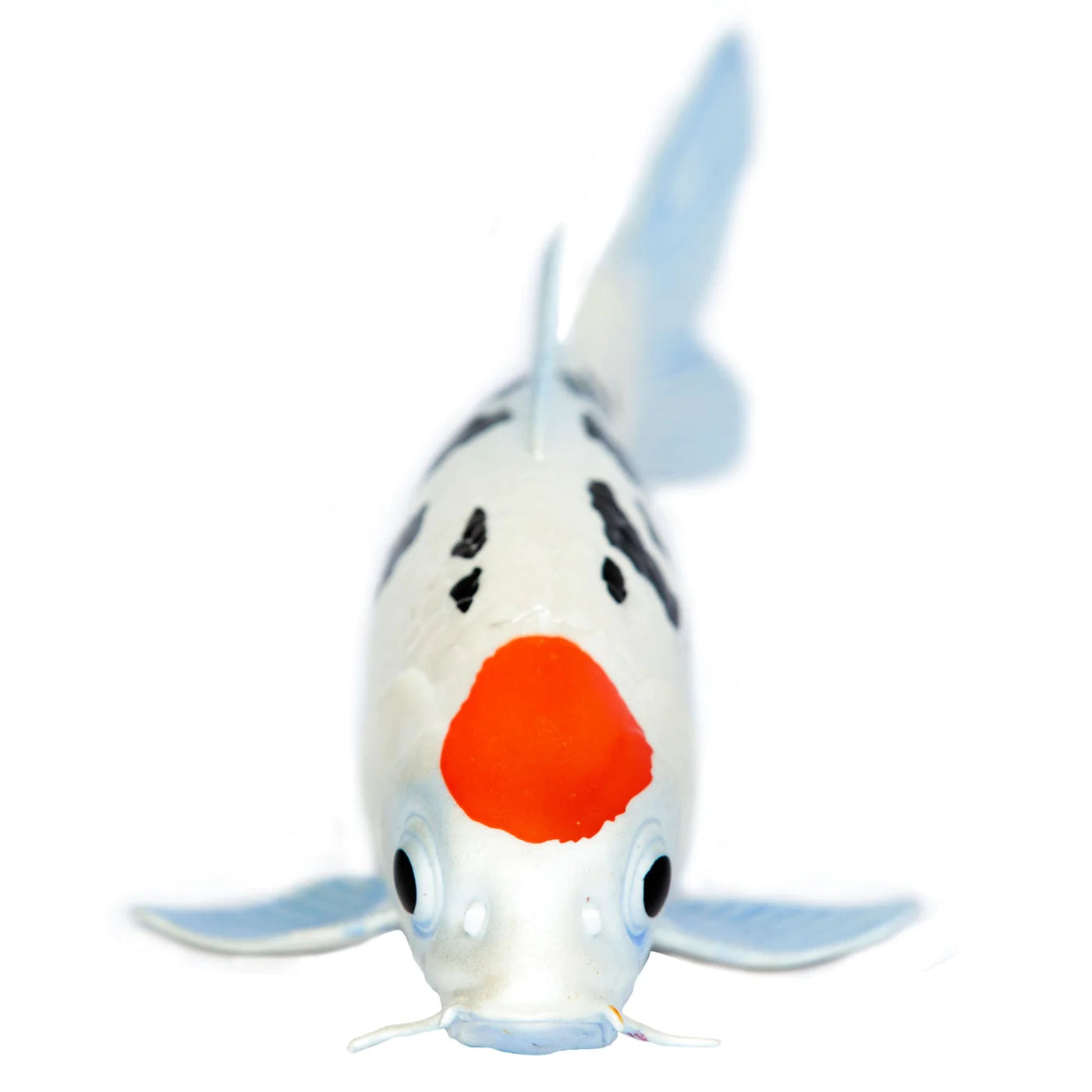 Safari Ltd. Koi Fish - Tancho Toy-SAFARI LTD-Little Giant Kidz