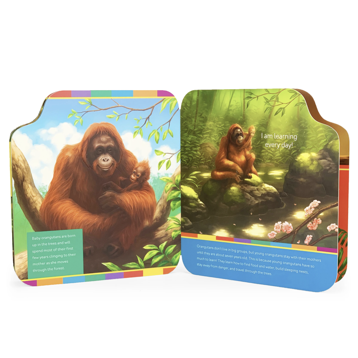 Cottage Door Press: Smithsonian Kids: Orangutan and Baby (Board Book)