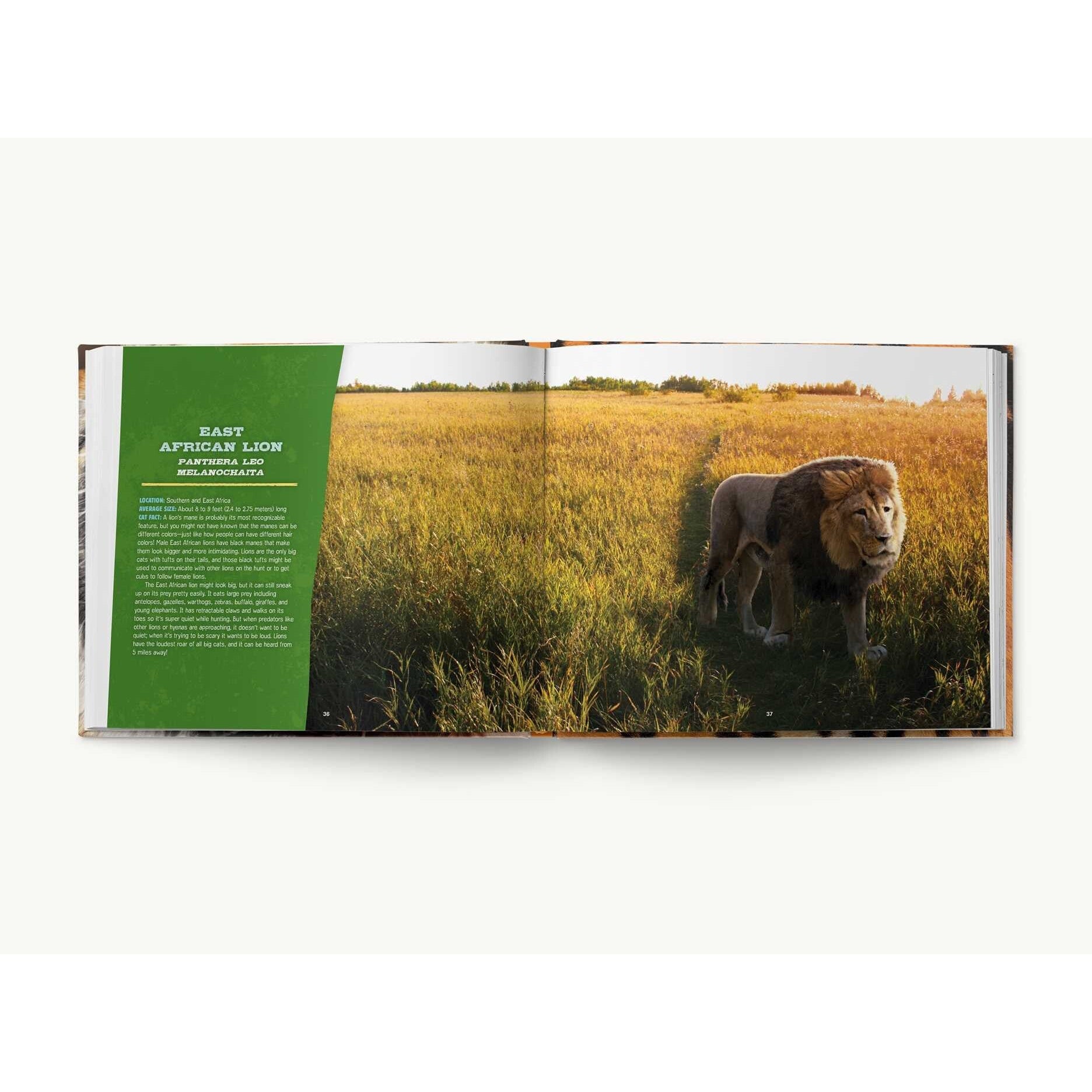 Simon & Schuster: Discovering Tigers, Lions & Other Cats (Hardcover Book)-SIMON & SCHUSTER-Little Giant Kidz