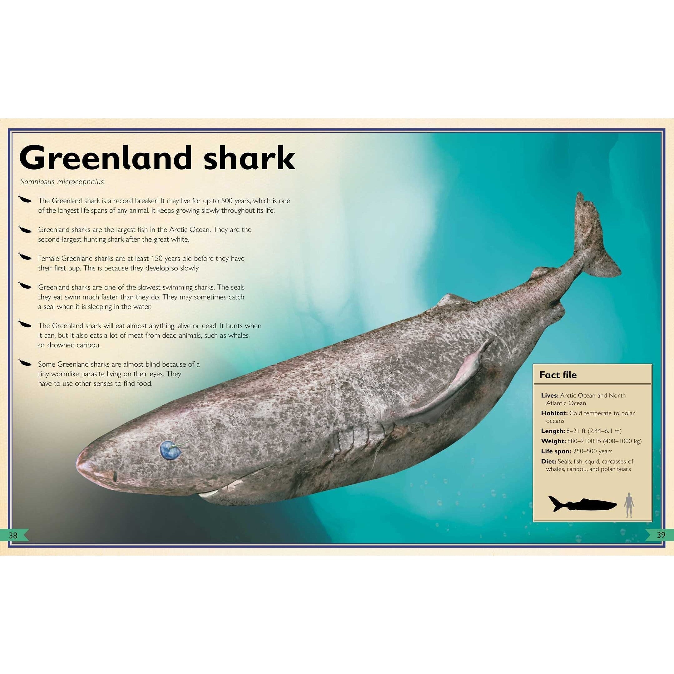 Simon & Schuster: The Magnificent Book of Sharks (Hardcover Book)-SIMON & SCHUSTER-Little Giant Kidz